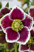  Romantic Getaway Helleborus (Lenten Rose) - 1 Gallon Pot