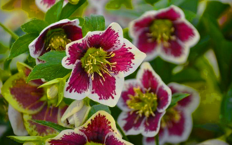  Romantic Getaway Helleborus (Lenten Rose) - 1 Gallon Pot