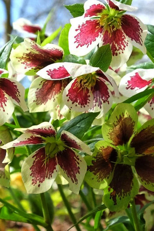  Romantic Getaway Helleborus (Lenten Rose) - 1 Gallon Pot