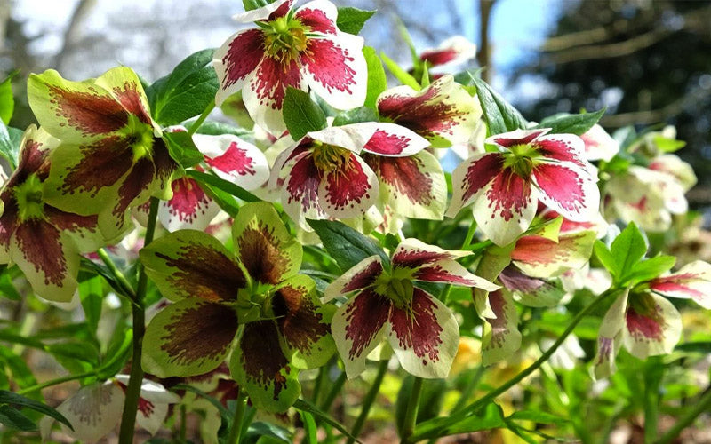  Romantic Getaway Helleborus (Lenten Rose) - 1 Gallon Pot
