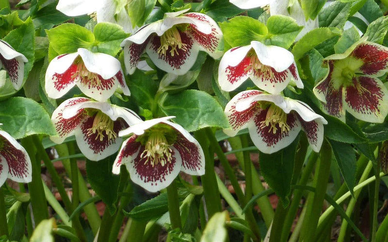  Romantic Getaway Helleborus (Lenten Rose) - 1 Gallon Pot