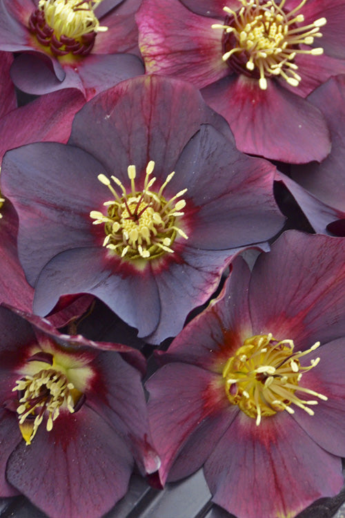  Rome In Red Helleborus (Lenten Rose) - 1 Gallon Pot