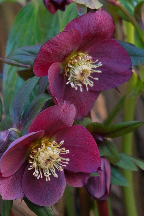  Rome In Red Helleborus (Lenten Rose) - 1 Gallon Pot