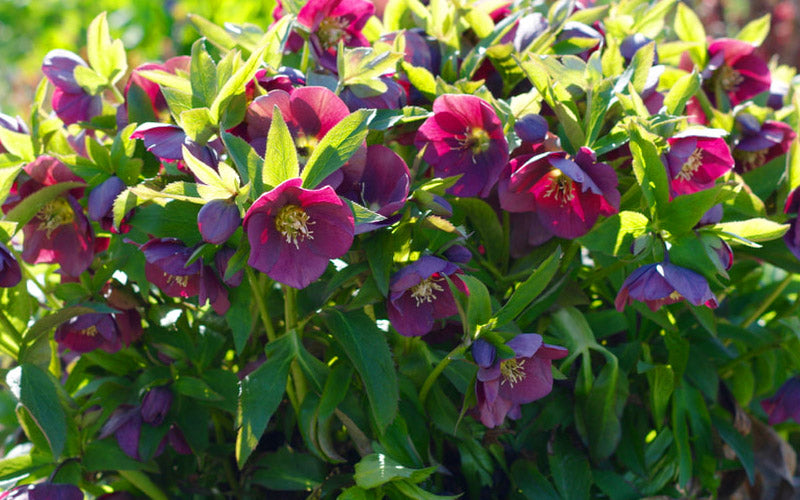  Rome In Red Helleborus (Lenten Rose) - 1 Gallon Pot