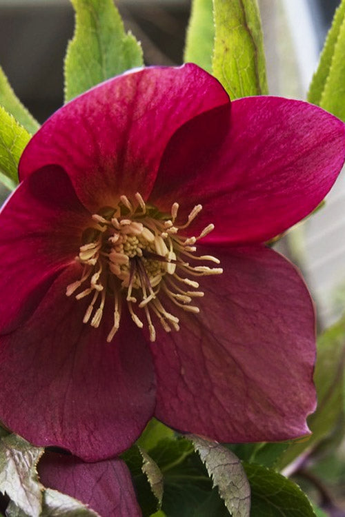  Rome In Red Helleborus (Lenten Rose) - 1 Gallon Pot