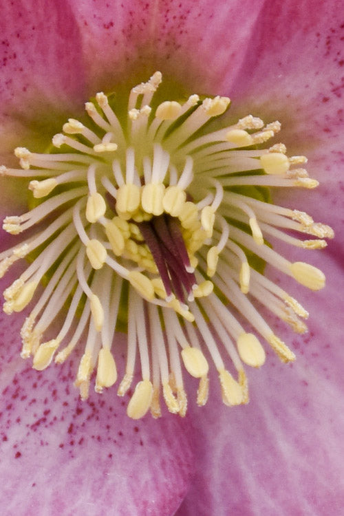  Rosemary Helleborus (Lenten Rose) - 1 Gallon Pot