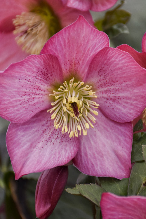  Rosemary Helleborus (Lenten Rose) - 1 Gallon Pot