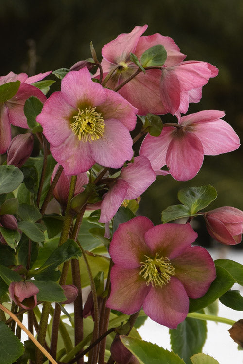  Rosemary Helleborus (Lenten Rose) - 1 Gallon Pot
