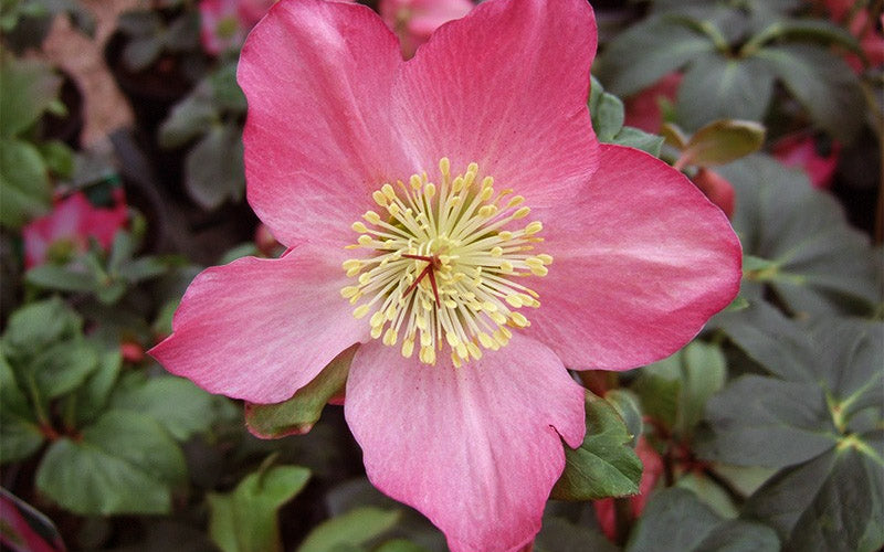  Rosemary Helleborus (Lenten Rose) - 1 Gallon Pot