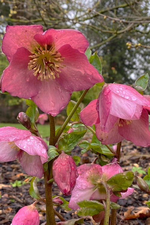  Rosemary Helleborus (Lenten Rose) - 1 Gallon Pot