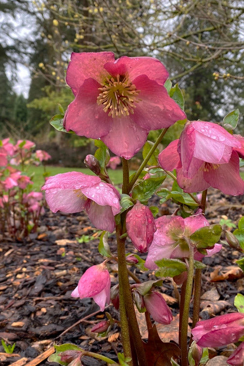  Rosemary Helleborus (Lenten Rose) - 1 Gallon Pot