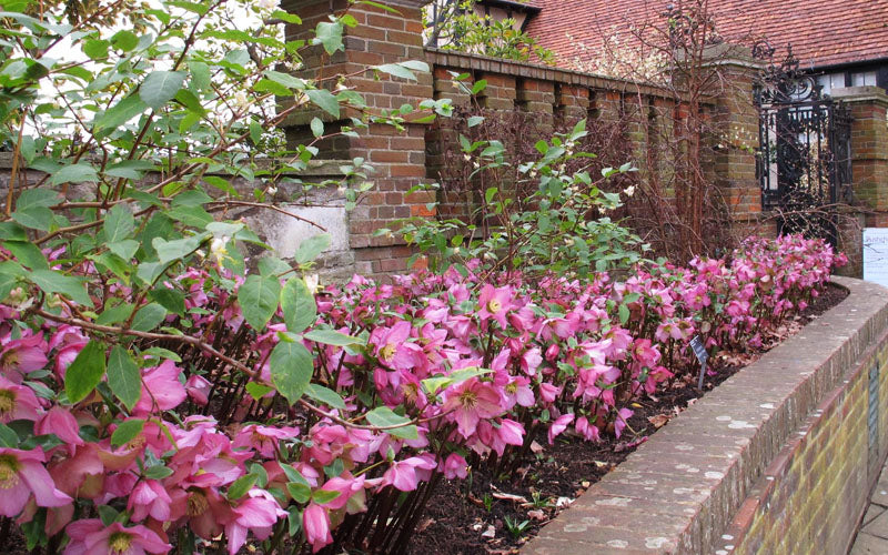 Rosemary Helleborus (Lenten Rose) - 1 Gallon Pot