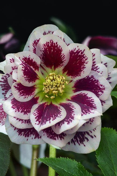  Shotgun Wedding Helleborus (Lenten Rose) - 1 Gallon Pot