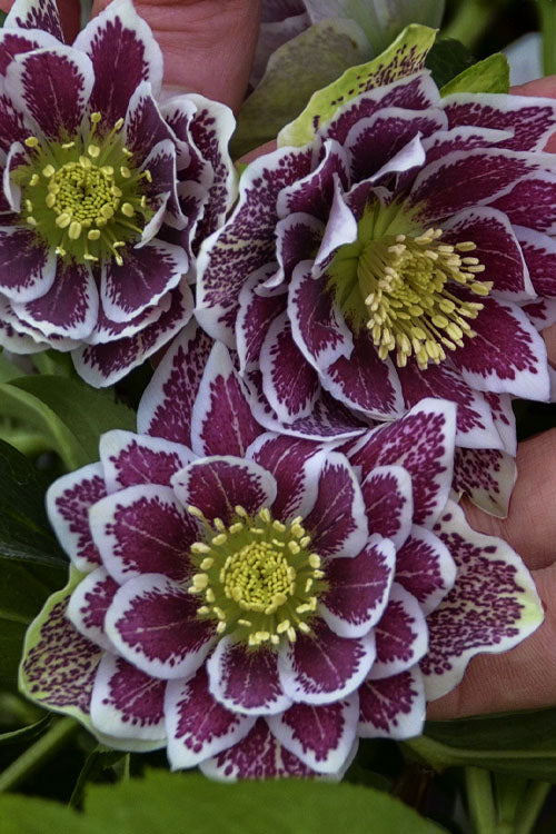  Shotgun Wedding Helleborus (Lenten Rose) - 1 Gallon Pot