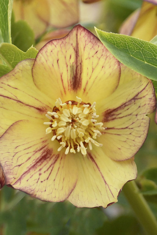  Tropical Sunset Helleborus (Lenten Rose) - 1 Gallon Pot