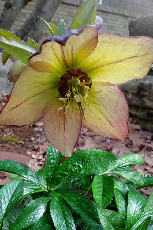  Tropical Sunset Helleborus (Lenten Rose) - 1 Gallon Pot