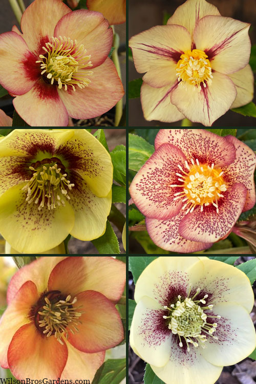  Apricot Blush Helleborus (Lenten Rose) - 1 Gallon Pot