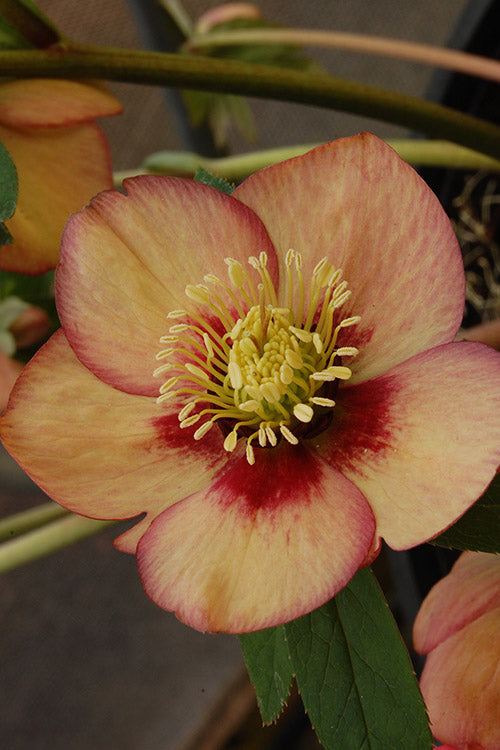  Apricot Blush Helleborus (Lenten Rose) - 1 Gallon Pot