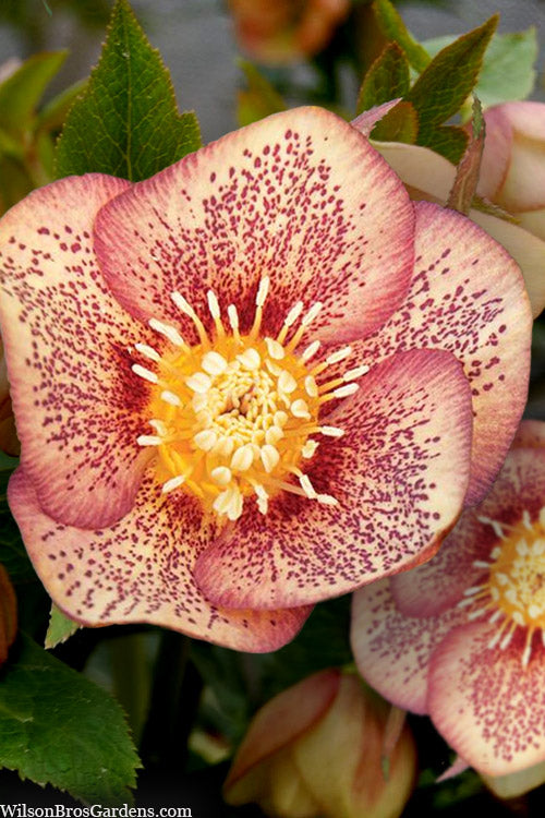  Apricot Blush Helleborus (Lenten Rose) - 1 Gallon Pot