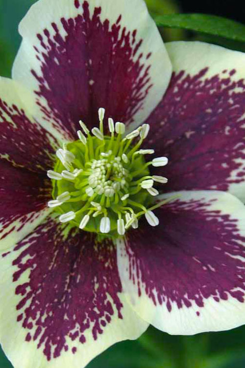  Painted Helleborus (Lenten Rose) - 1 Gallon Pot