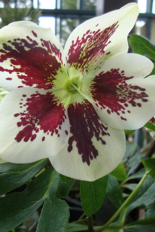  Painted Helleborus (Lenten Rose) - 1 Gallon Pot