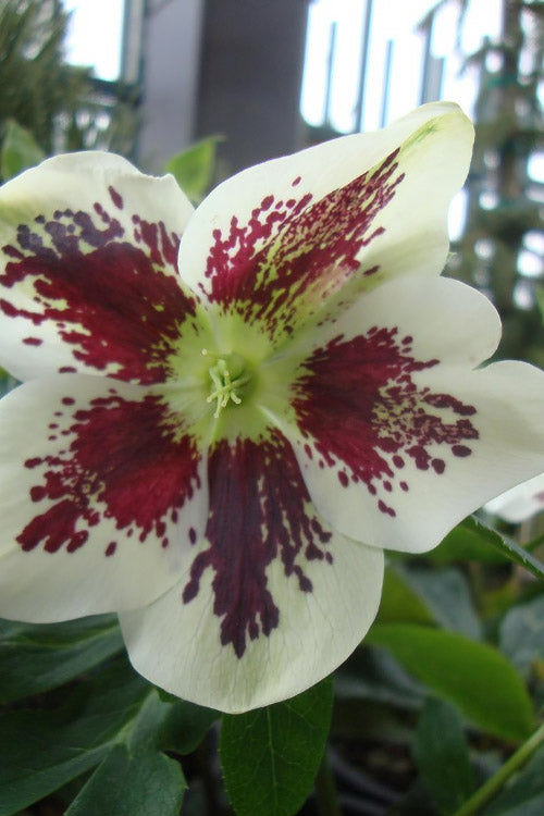  Painted Helleborus (Lenten Rose) - 1 Gallon Pot