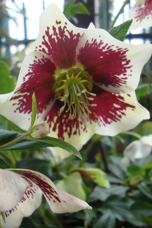  Painted Helleborus (Lenten Rose) - 1 Gallon Pot