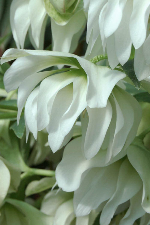  Sparkling Diamond Helleborus (Lenten Rose) - 1 Gallon Pot