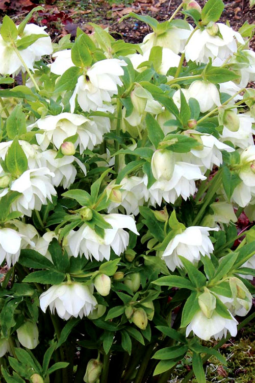  Sparkling Diamond Helleborus (Lenten Rose) - 1 Gallon Pot