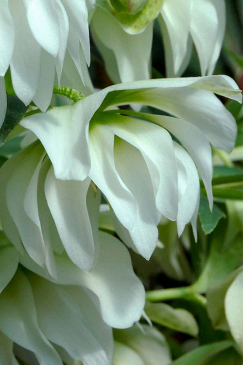  Sparkling Diamond Helleborus (Lenten Rose) - 1 Gallon Pot