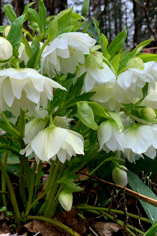  Sparkling Diamond Helleborus (Lenten Rose) - 1 Gallon Pot