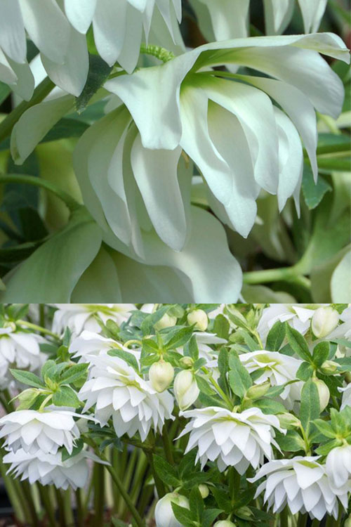  Sparkling Diamond Helleborus (Lenten Rose) - 1 Gallon Pot