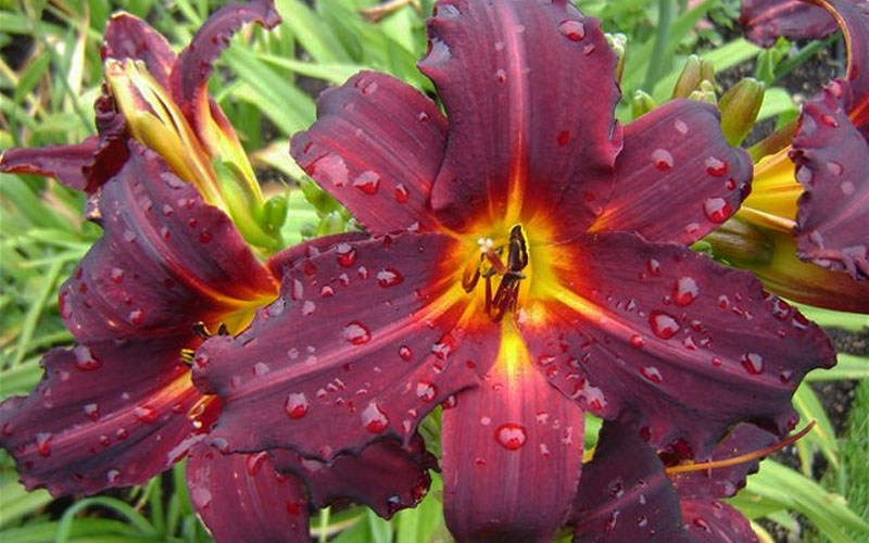  Chicago Blackout Daylily - 1 Gallon Pot