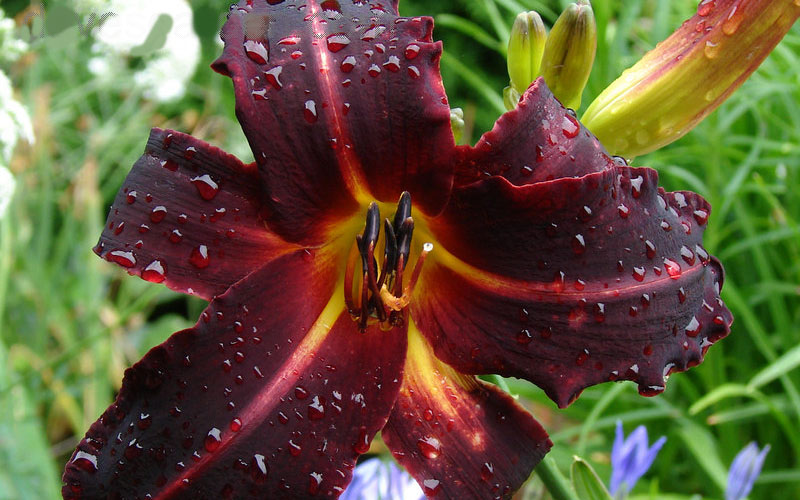  Chicago Blackout Daylily - 1 Gallon Pot