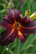  Chicago Blackout Daylily - 1 Gallon Pot