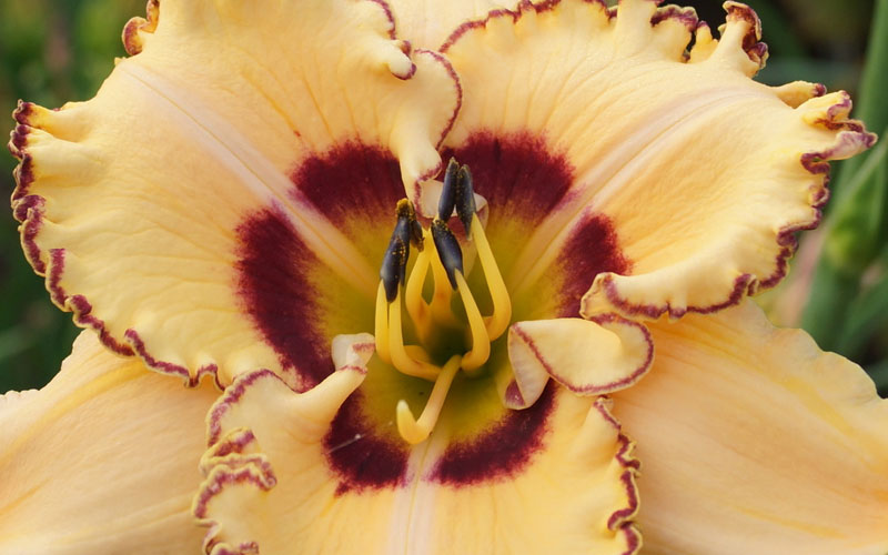  King Of Ages Daylily (Reblooming)- 1 Gallon Pot
