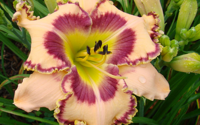  King Of Ages Daylily (Reblooming)- 1 Gallon Pot