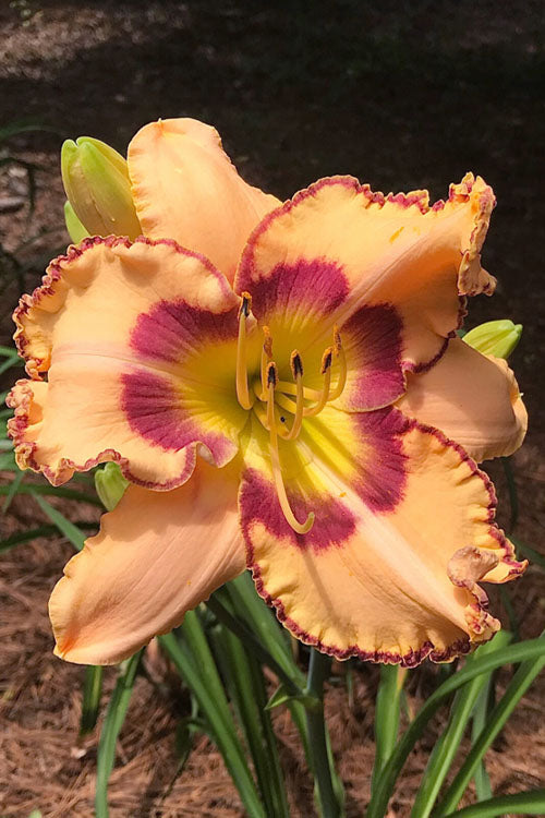  King Of Ages Daylily (Reblooming)- 1 Gallon Pot