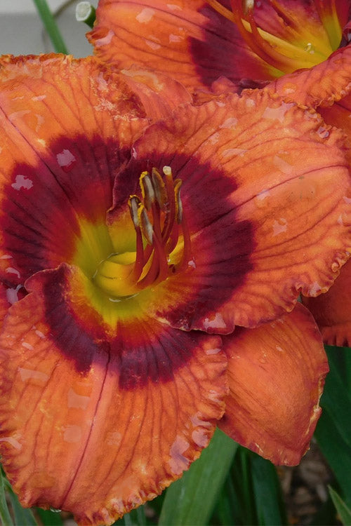  Mighty Chestnut Daylily - 1 Gallon Pot