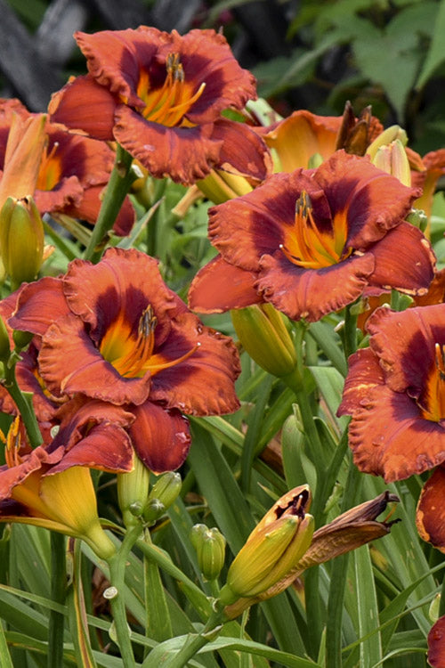  Mighty Chestnut Daylily - 1 Gallon Pot