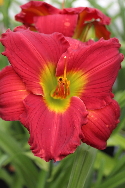  Red Hot Returns Daylily - 1 Gallon Pot