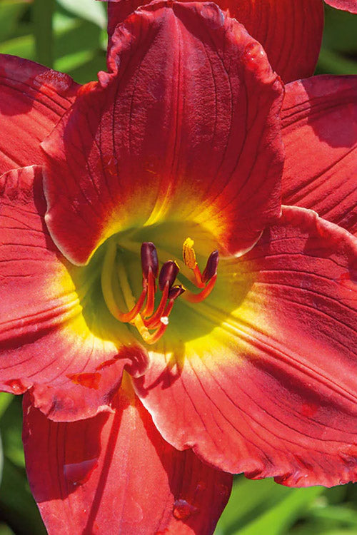  Red Hot Returns Daylily - 1 Gallon Pot