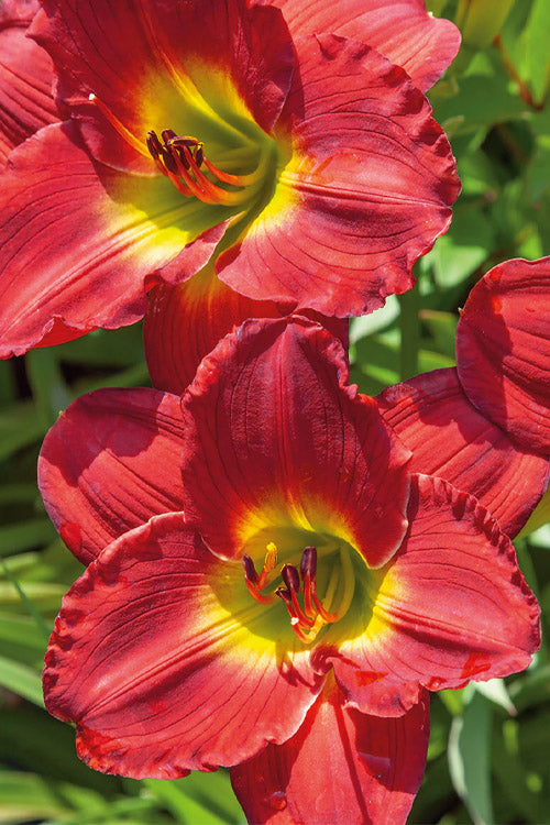  Red Hot Returns Daylily - 1 Gallon Pot