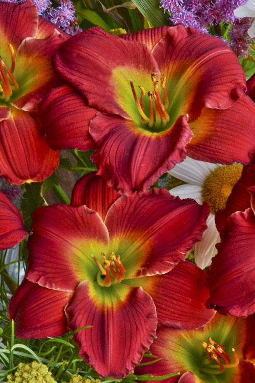  Red Hot Returns Daylily - 1 Gallon Pot