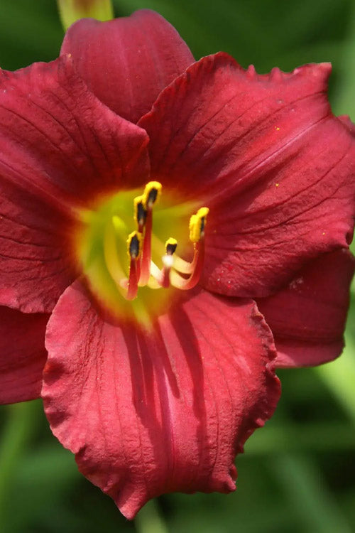  Ruby Stella Daylily - 1 Gallon Pot