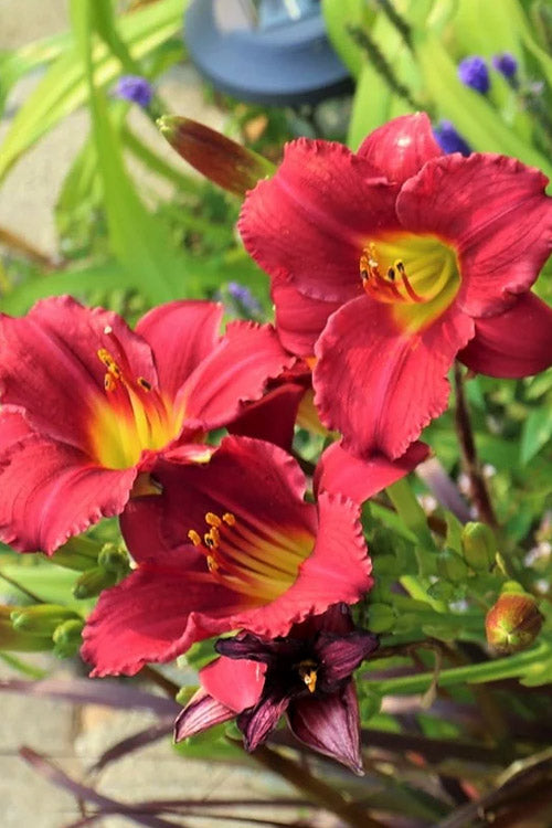  Ruby Stella Daylily - 1 Gallon Pot