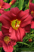  Ruby Stella Daylily - 1 Gallon Pot