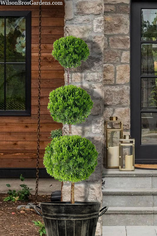  Hetzii Column Juniper 3-Ball Topiary Tree - 7 Gallon Pot
