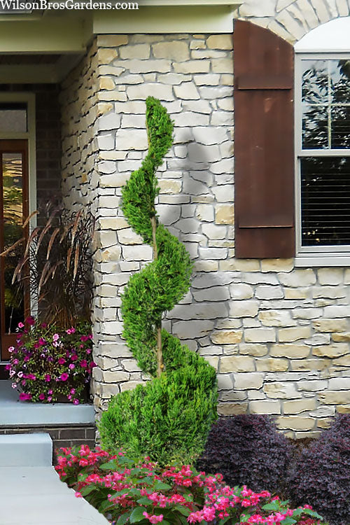  Hetzii Column Juniper Spiral Topiary - 7 Gallon Pot