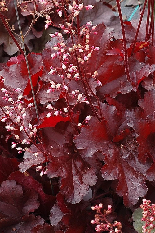  Forever Red Heuchera - Coral Bells - 1 Gallon Pot